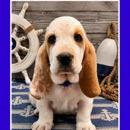 Blue collar male - Lemon and white male Basset Hound puppy in Columbia, South Carolina from Pawmetto Hounds