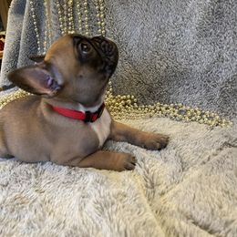 French Bulldog Puppies from Kiru Kennels