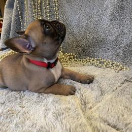 French Bulldog Puppies from Kiru Kennels