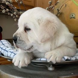 Labrador Retriever Puppies from Belquest Labradors