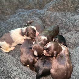 Cardamom - Chocolate male Havanese puppy in Chaska, Minnesota from Happy Paws Havanese