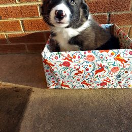 Cupid- blue collar - Black Border Collie puppy in Locust Grove, Virginia from Valkyrie Ranch Border Collies