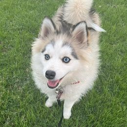 Nova - Pomsky