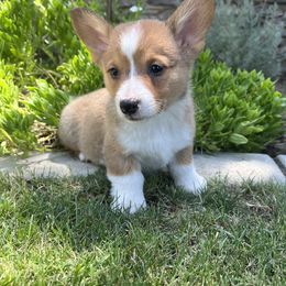 Pembroke Welsh Corgi Puppies from Kern River Corgis
