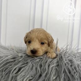 Jean Grey - White female Companion Cross puppy in Utah County, Utah from Big Hearted Breeders