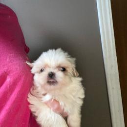 Sunny - Cream and white female Shih Tzu puppy in Double Springs, Alabama from Little Friends Kennel and southern Shih Tzus