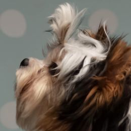 Chaucer - Black tan and white male Biewer Terrier puppy in Oscoda, Michigan from Sweet Bella Babies