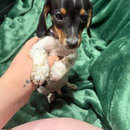 George - Piebald male Dachshund puppy in Mountain Home, Arkansas from Furry Friends Kennel