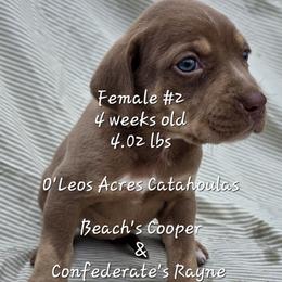 FEMALE  - 2 - Red female Catahoula Leopard Dog puppy in Perry, Florida from O'Leos' Acres Catahoulas