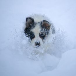 Australian Shepherd, Miniature American Shepherd, and Miniature Australian Shepherd Puppies from Painted Blue Aussies