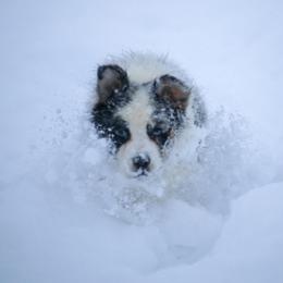 Australian Shepherd, Miniature American Shepherd, and Miniature Australian Shepherd Puppies from Painted Blue Aussies