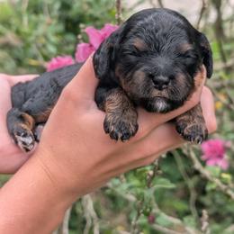Autumn - Black and tan female Cavapoo puppy in Coshocton, Ohio from Forever Family Puppies