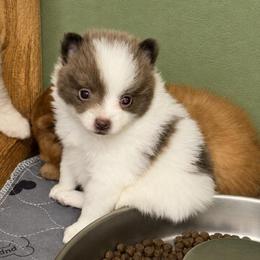 Boy A - Blue parti male Pomeranian puppy in Knoxville, Tennessee from Thea's Puppies