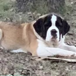 Aspen - Saint Bernard