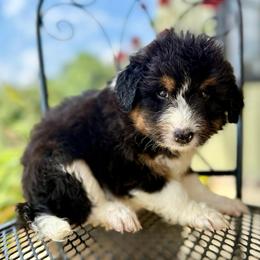 Cheyenne - White and black female Bordoodle puppy in Eastman, Georgia from Dood B Ranch