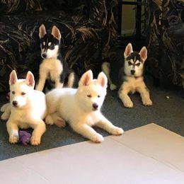 Siberian Husky Puppies from Greens 5 Acres Huskies