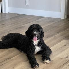 Koda - Double Doodle