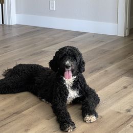 Koda - Double Doodle