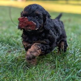 Dark Chocolate - Black and tan female Cavapoo puppy in Coshocton, Ohio from Forever Family Puppies