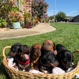 Dachshund Puppies from The dachshunds