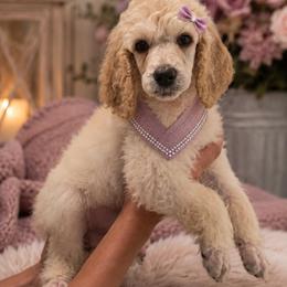 Mercy - Cream female Poodle puppy in Washington, Pennsylvania from Patriotic Poodles