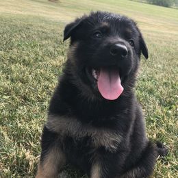 German Shepherd Puppies from Aus Gerstbrei German Shepherds
