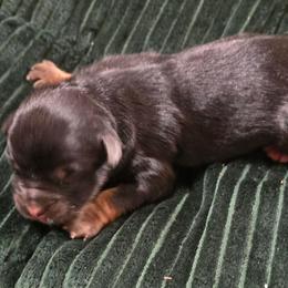 Elizabeth Taylor - Black tri female Miniature Australian Shepherd puppy in Paris, Texas from Blue Envy Mini Aussies
