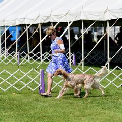 English Setter Puppies from Rivendell English Setters