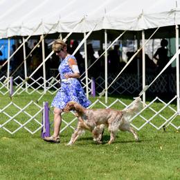 English Setter Puppies from Rivendell English Setters