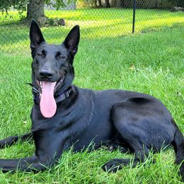 Merlin - Black brindle male Dutch Shepherd puppy in Carmel, Indiana from Legacy Dutch Shepherds