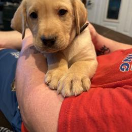 Labrador Retriever Puppies from Okiehuntinboyz Labrador Retrievers