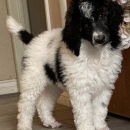 Poodles from Morgan’s Poodles