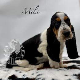 Mila - Black white and brown female Basset Hound puppy in Dingess, West Virginia from Tuckers' Howling Hounds