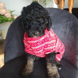 Chief Bogo - Phantom male Poodle puppy in Farley, Iowa from Iowa's Doodle Co.