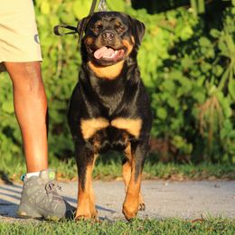 Amina - Rottweiler