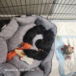 Dachshund and Yorkshire Terrier Puppies from Southern Sweetheart Kennels