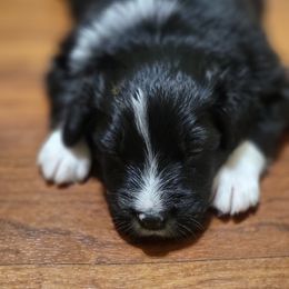 Australian Shepherd Puppies from Summit Australian Shepherds