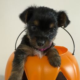 Girl-Pink Collar - Black and tan female Yorkshire Terrier puppy in Enoree, South Carolina from Gone to the Dogs Kennel