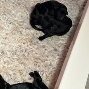 Boy 1 - Black Flat-Coated Retriever puppy in Rogers, Minnesota from Blixthalka Flat-Coated Retrievers