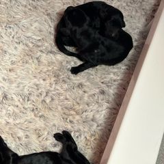 Boy 1 - Black Flat-Coated Retriever puppy in Rogers, Minnesota from Blixthalka Flat-Coated Retrievers
