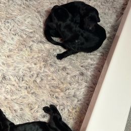 Boy 1 - Black Flat-Coated Retriever puppy in Rogers, Minnesota from Blixthalka Flat-Coated Retrievers