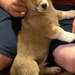 American Corgi and Pembroke Welsh Corgi Puppies from Foxy Knoll Farm