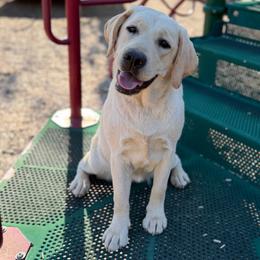 Bailey - Started Pup - Yellow female Labrador Retriever puppy in Somerset, California from Cantina Labs and Cavs