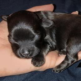 Boy 5 - Red sable male Havanese puppy in Kinston, North Carolina from Court Jester Havanese and Russian Salon Dogs