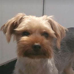 Knox - Yorkshire Terrier
