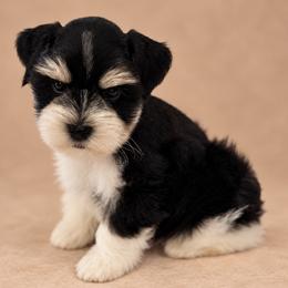 Echo - Black and silver male Miniature Schnauzer puppy in San Augustine, Texas from My Little Schnauzer Pals