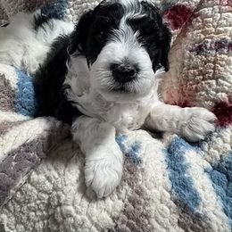 Goldendoodle Puppies from Cocoa Doodles