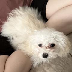 Bolognese Puppies from Sweet Angels Bolognese