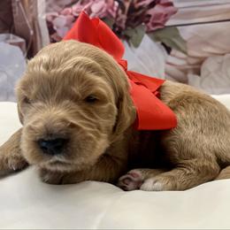 Poppy - Cream female Goldendoodle puppy in The Woodlands, Texas from Gracie's Goldendoodles and Bernedoodles