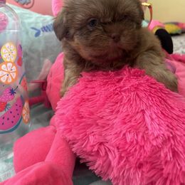 Shih Tzu Puppies from Liz Shih Tzu Cuties